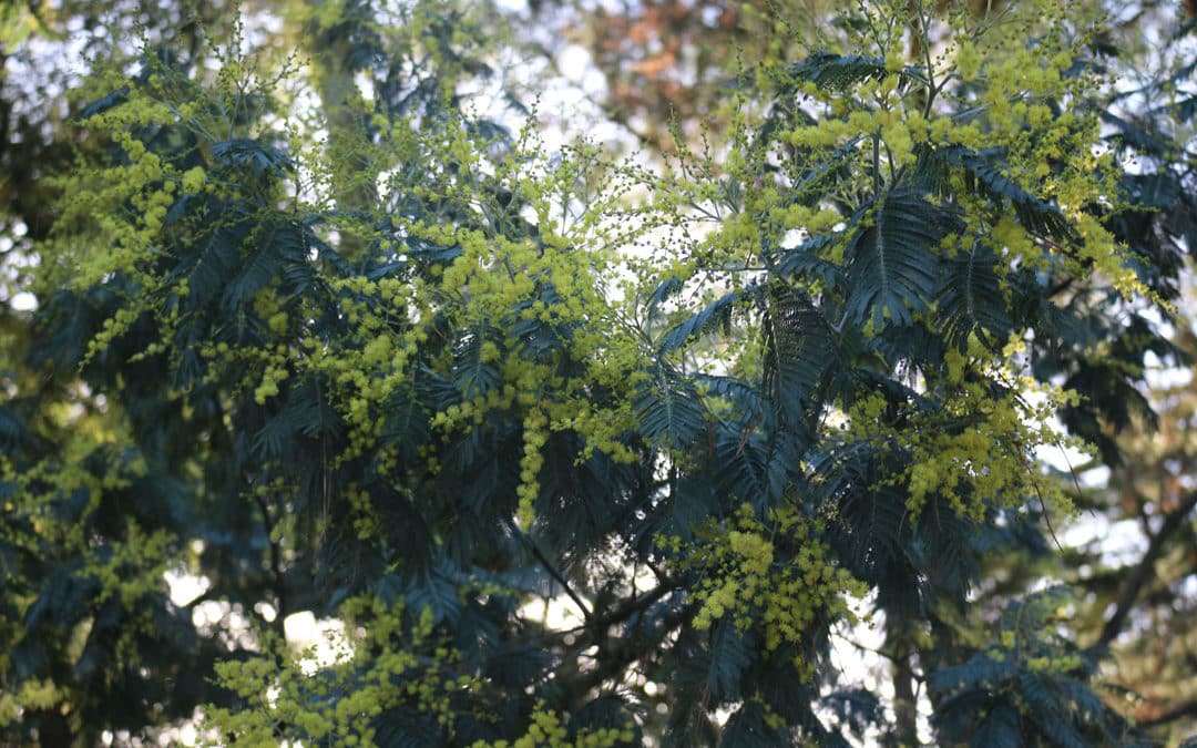 A Noirmoutier, le mimosa est en fleur